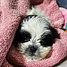 puppy, dog, black_and_white, fluffy, towel, pink, cozy, cute, pet, animal, face, snug, resting, soft_texture, indoor, closeup, adorable, fur, sleepy, blanket