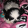 Tinkerbell is registered to the contest to win money with this photo: puppy, dog, black_and_white, fluffy, blanket, pink, toy, cute, sleepy, pet, animal, cozy, fur, small, indoor, resting, lying_down, close_up, companion, adorable