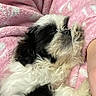 Tinkerbell joined the competition — help win amazing prizes! dog, puppy, black_and_white, fluffy, sleeping, cozy, blanket, pink, paw, fur, cute, pet, relaxed, indoor, resting, animal, companion, soft, snuggling, closeup