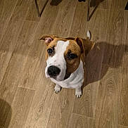 Arkana participe au concours pour gagner de l'argent avec cette photo : alert, animal, brown, canine, companion, curious, cute, dog, domestic, ears, floor, friendly, household, indoor, looking_up, pet, shadow, sitting, white, wooden_floor
