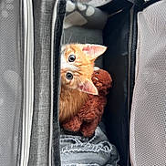 Tiger is registered to the contest to win money with this photo: kitten, cat, pet_carrier, teddy_bear, blanket, orange_cat, fur, cute, animal, indoors, cozy, snuggled, wide_eyes, curious, soft_toys, mesh, zipper, resting, small_pet, domestic_cat