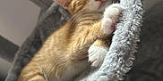Tiger joined the competition — help win amazing prizes! cat, kitten, sleeping, orange_tabby, white_paws, furry, pet, cozy, hammock, soft, indoor, cute, resting, paw_pads, fur, animal, peaceful, relaxed, closeup, fluffy