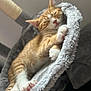 cat, kitten, sleeping, orange_tabby, white_paws, furry, pet, cozy, hammock, soft, indoor, cute, resting, paw_pads, fur, animal, peaceful, relaxed, closeup, fluffy