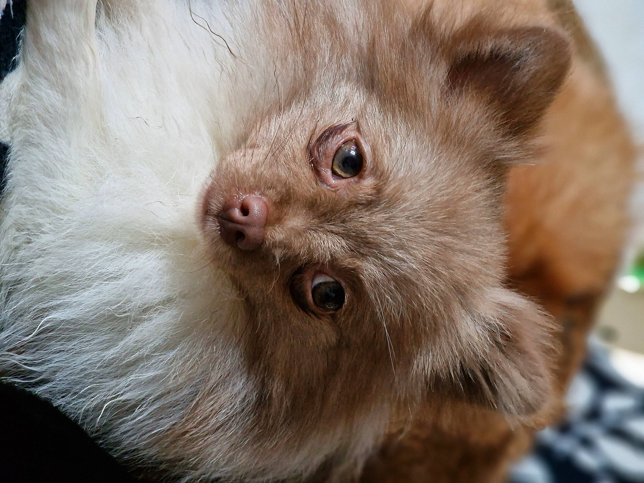 Thor participe au concours pour gagner de l'argent avec cette photo : carnivore, cat, claw, companion_dog, domestic_short_haired_cat, fawn, felidae, fur, liver, paw, rodent, small_to_medium_sized_cats, snout, terrestrial_animal, whiskers