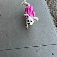 Erin Simone is registered to the contest to win money with this photo: adorable, animal, canine, concrete, cute, daylight, dog, ears, fur, looking_up, outdoor, pet, pink_dress, playful, sidewalk, small_dog, tail, walking, white_dog, young_dog