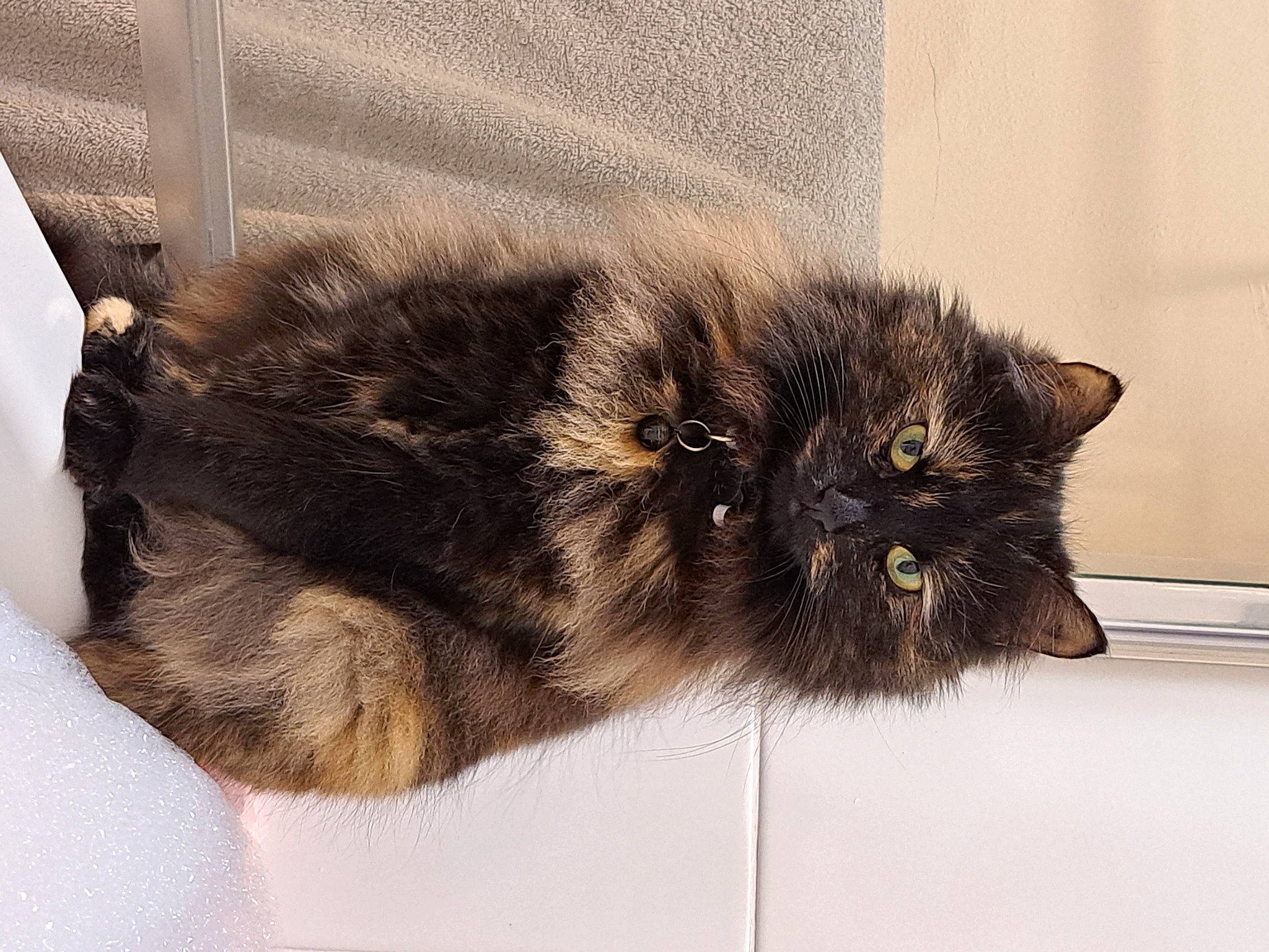 Buffy joined the competition — help win amazing prizes! black_cat, carnivore, cat, claw, domestic_short_haired_cat, felidae, foot, fur, liver, paw, small_to_medium_sized_cats, snout, tail, terrestrial_animal, whiskers