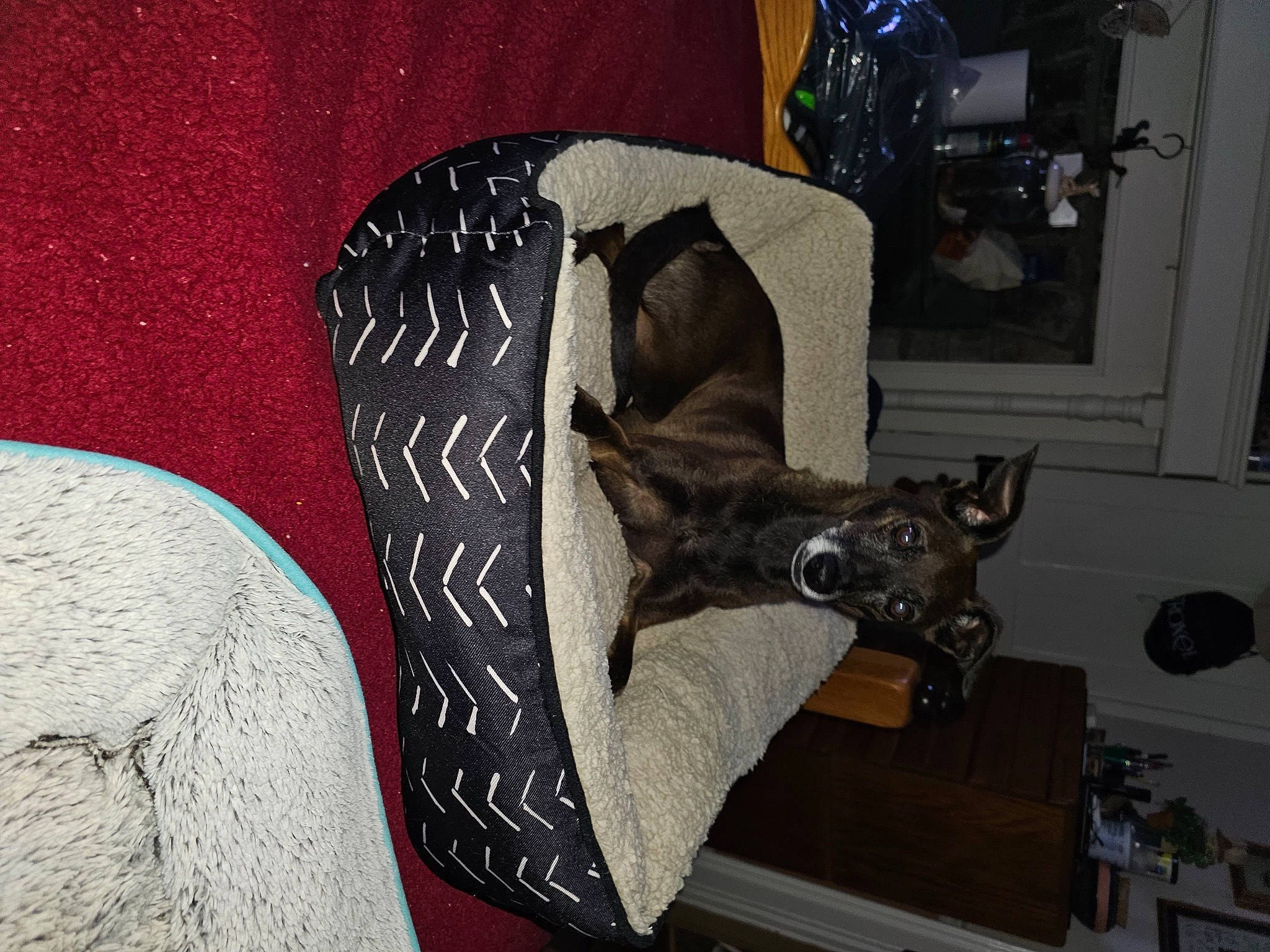 Abby joined the competition — help win amazing prizes! art, canidae, carmine, carnivore, comfort, companion_dog, dog, dog_breed, fawn, felidae, flooring, fur, grey, picture_frame, room, small_to_medium_sized_cats, sporting_group, tail, wood, working_animal