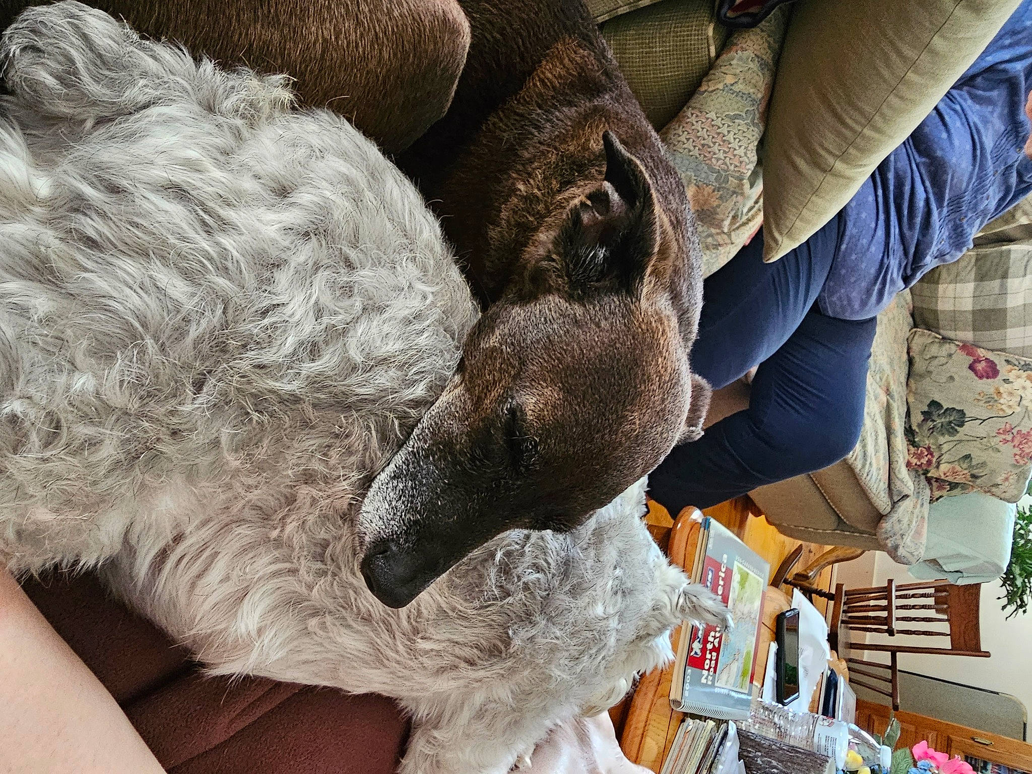 Abby is registered to the contest to win money with this photo: canidae, companion_dog, dog_breed, fawn, fur, hat, livestock, mammal, snout, sporting_group, terrestrial_animal, wool, working_animal