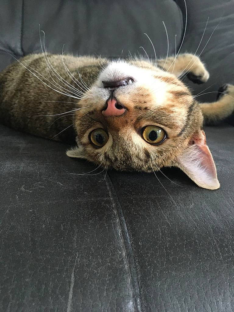 Marty participe au concours pour gagner de l'argent avec cette photo : ball, carnivore, cat, claw, comfort, domestic_short_haired_cat, fang, fawn, felidae, fur, paw, small_to_medium_sized_cats, snout, terrestrial_animal, whiskers, yawn