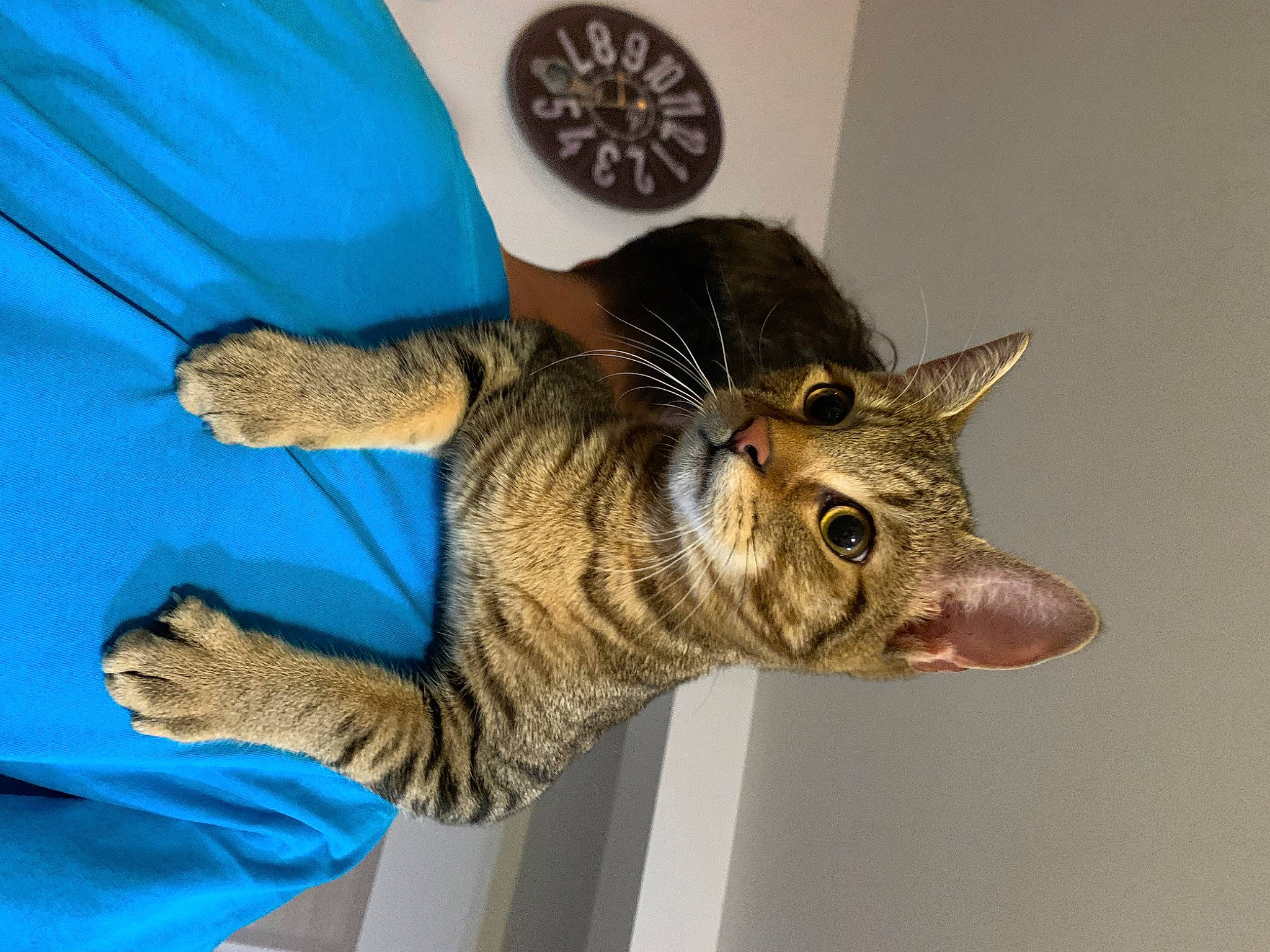 Marty participe au concours pour gagner de l'argent avec cette photo : carnivore, cat, claw, dartboard, domestic_short_haired_cat, electric_blue, felidae, fur, gesture, home_accessories, paw, small_to_medium_sized_cats, snout, tail, terrestrial_animal, whiskers, wildlife, wrist