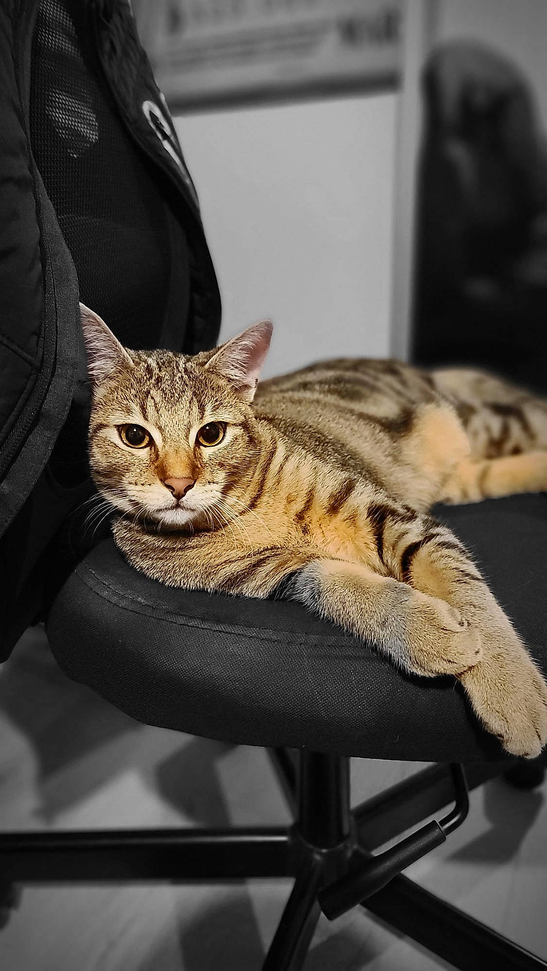 Marty participe au concours pour gagner de l'argent avec cette photo : carnivore, cat, claw, domestic_short_haired_cat, felidae, fur, metal, sitting, small_to_medium_sized_cats, tail, terrestrial_animal, whiskers, wildlife