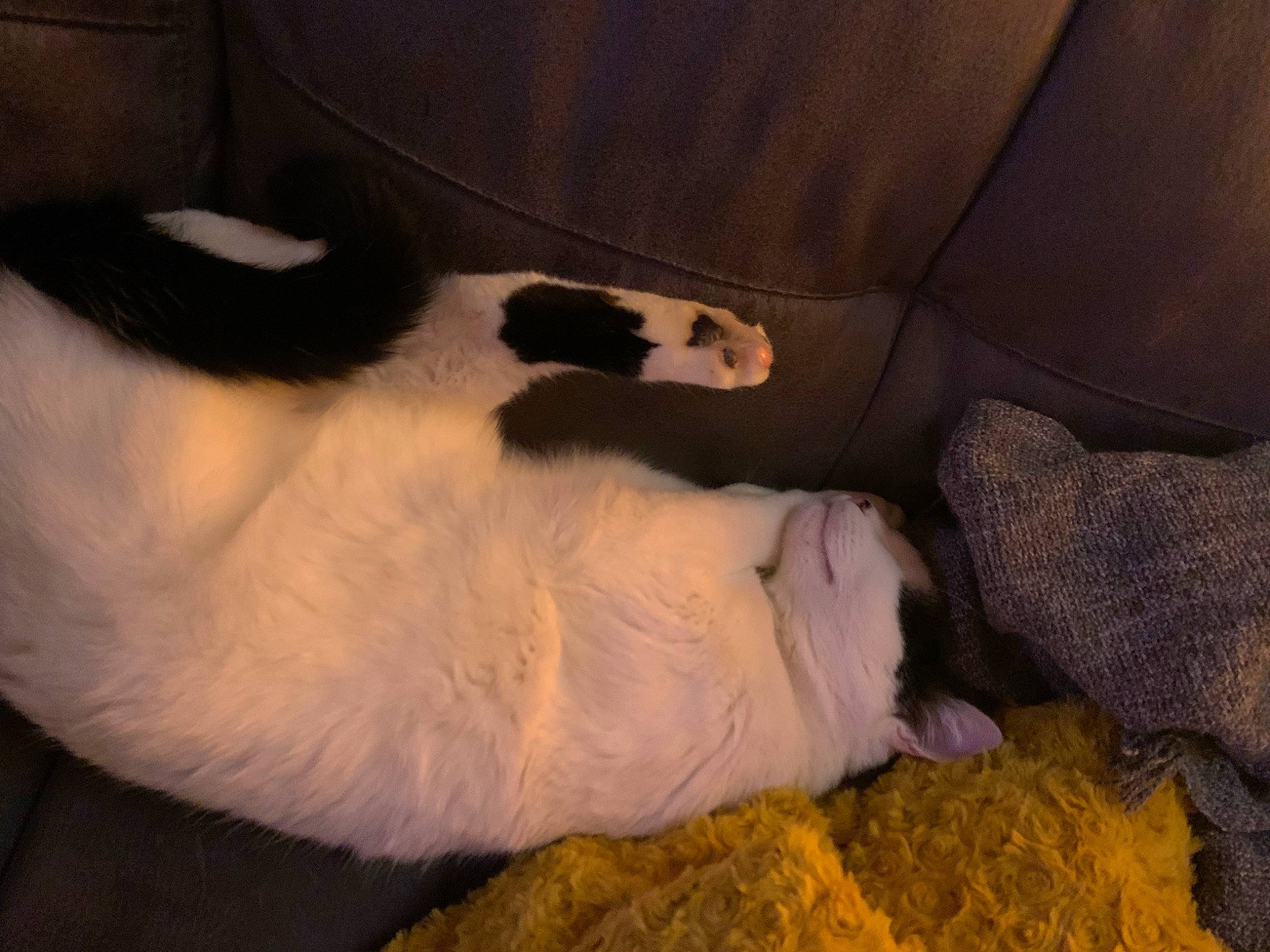 Bratzala participe au concours pour gagner de l'argent avec cette photo : canidae, carnivore, cat, claw, comfort, companion_dog, dog_breed, fawn, felidae, foot, fur, human_body, human_leg, paw, small_to_medium_sized_cats, snout, sporting_group, tail, whiskers