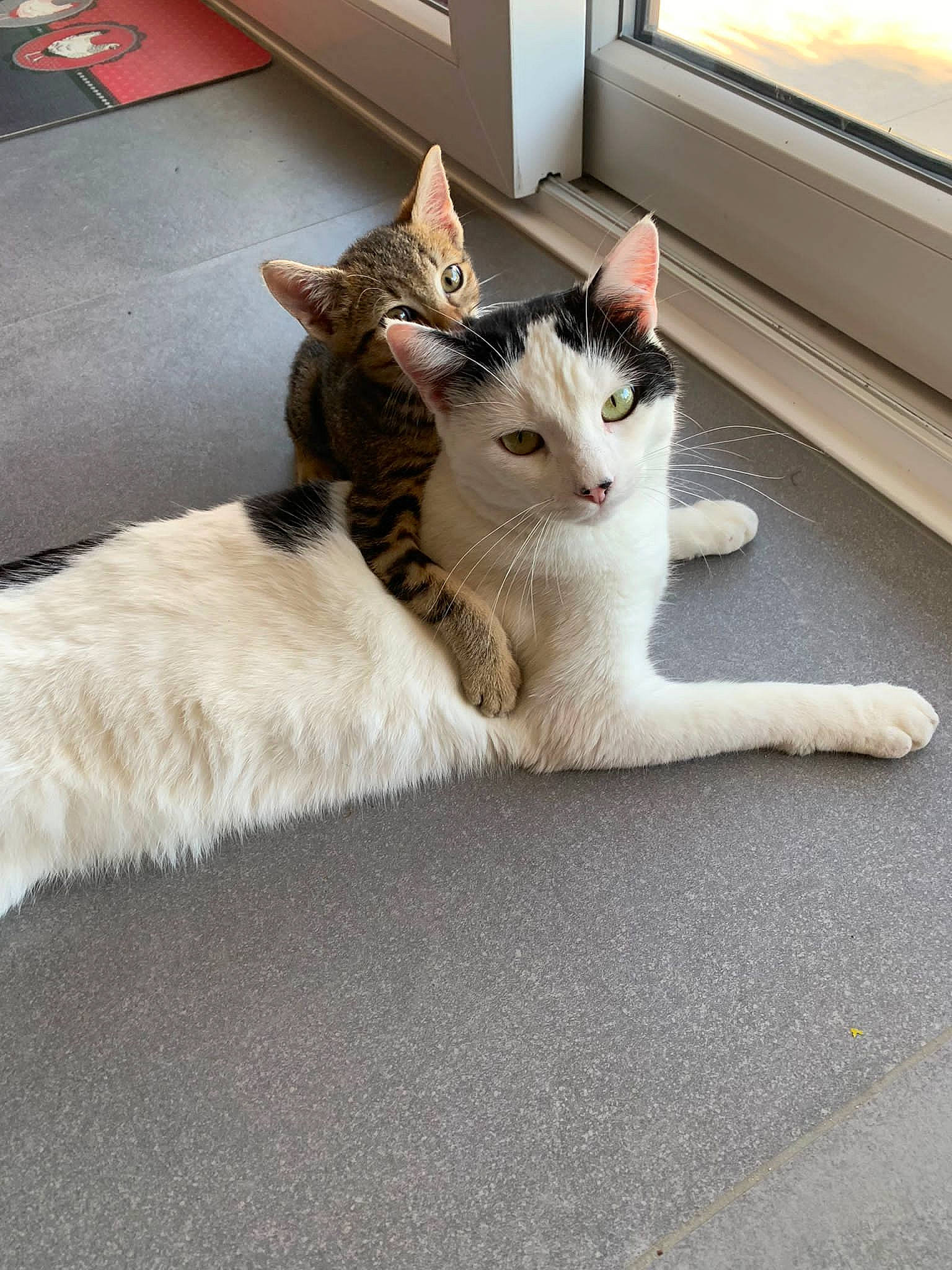 Bratzala participe au concours pour gagner de l'argent avec cette photo : carnivore, cat, claw, collar, comfort, domestic_short_haired_cat, felidae, floor, flooring, foot, fur, grey, paw, road_surface, sitting, small_to_medium_sized_cats, snout, tail, whiskers, wood