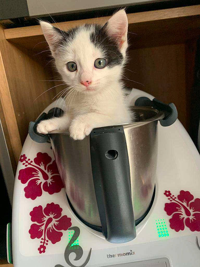 Bratzala participe au concours pour gagner de l'argent avec cette photo : animal_feed, box, carnivore, cat, cat_supply, domestic_short_haired_cat, drinking, drinkware, felidae, fur, home_appliance, household_supply, kitchen_appliance, pet_food, pet_supply, serveware, small_to_medium_sized_cats, tableware, tail, whiskers