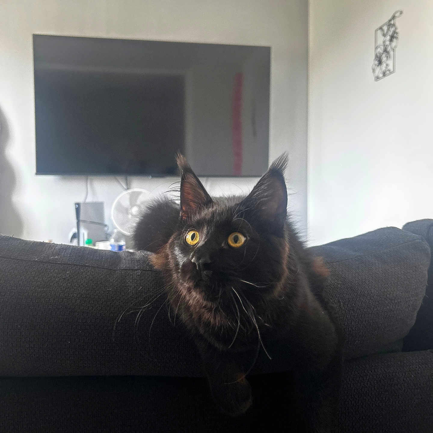 Baloo participe au concours pour gagner de l'argent avec cette photo : cat, black_cat, long_hair, golden_eyes, pointed_ears, whiskers, animal, pet, portrait, close_up, sitting, couch, living_room, television, indoor, home, furniture, dark_fur, alert, photography
