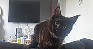 Baloo participe au concours pour gagner de l'argent avec cette photo : cat, black_cat, fluffy, long_hair, pet, animal, indoors, living_room, sofa, couch, television, fan, furniture, sitting, standing, portrait, dark_fur, pointed_ears, curious, home