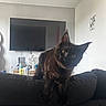 cat, black_cat, fluffy, long_hair, pet, animal, indoors, living_room, sofa, couch, television, fan, furniture, sitting, standing, portrait, dark_fur, pointed_ears, curious, home