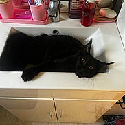 Baloo a rejoint le concours — aidez-le/la à gagner de superbes lots ! cat, black_cat, fluffy, long_hair, pet, animal, yellow_eyes, lying_down, sink, bathroom, countertop, faucet, toothbrushes, toiletries, soap, mirror, pink, indoors, portrait, funny