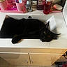 cat, black_cat, fluffy, long_hair, pet, animal, yellow_eyes, lying_down, sink, bathroom, countertop, faucet, toothbrushes, toiletries, soap, mirror, pink, indoors, portrait, funny