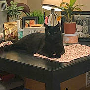 Olive joined the competition — help win amazing prizes! black_cat, cat, container, decorative_box, desk, eyes, framed_photo, furniture, home_decor, indoor, lamp, patterned_cloth, pet, photo_frame, plant, potted_plant, relaxed, sitting, snack_bag, table