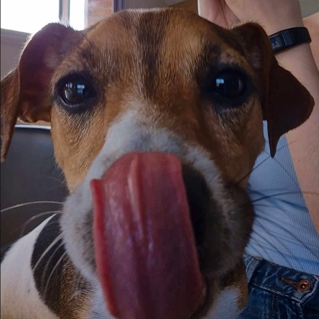 Vaya a rejoint le concours — aidez-le/la à gagner de superbes lots ! accessories, animal, beagle, bodypart, boxer, bulldog, canine, clothing, dog, hound, jeans, labradorretriever, mouth, pants, person, pet, puppy, snout, strap, tongue