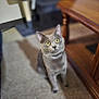 Merlin is registered to the contest to win money with this photo: cat, gray_cat, yellow_eyes, indoor, carpet, wooden_table, furniture, pet, animal, curious, looking_up, whiskers, ears, domestic_animal, mammal, cute, pets_indoor, feline, home, cozy