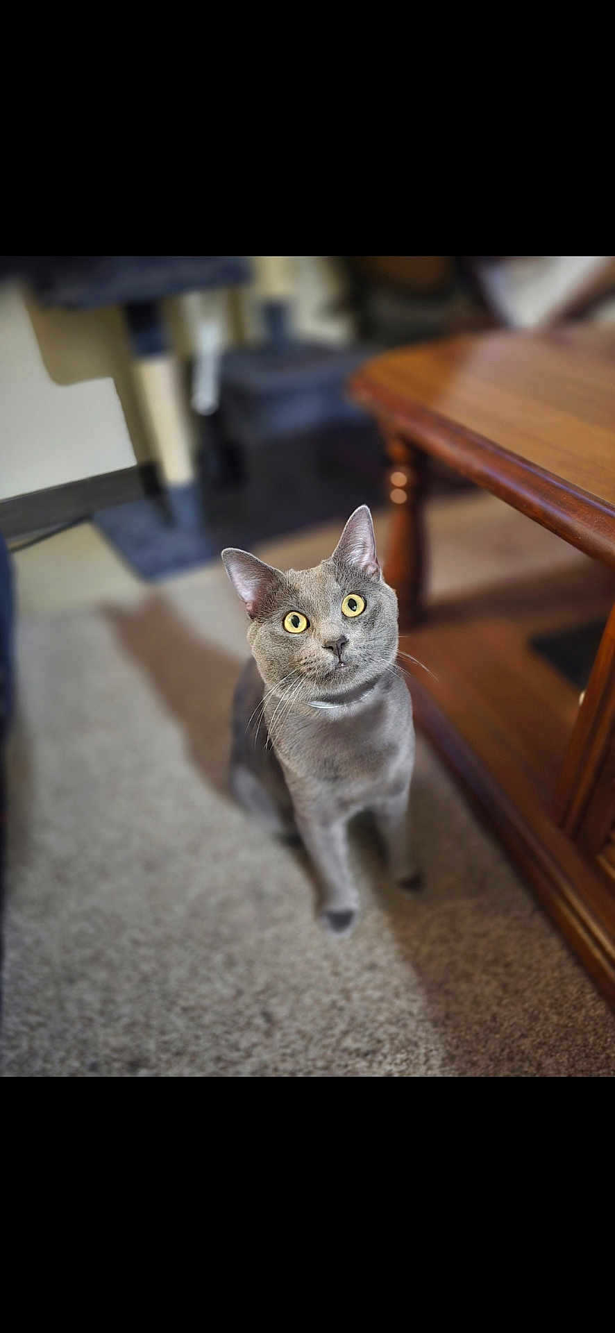 Merlin is registered to the contest to win money with this photo: cat, gray_cat, yellow_eyes, indoor, carpet, wooden_table, furniture, pet, animal, curious, looking_up, whiskers, ears, domestic_animal, mammal, cute, pets_indoor, feline, home, cozy