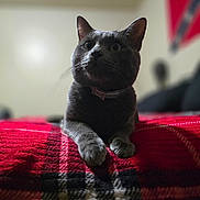 Merlin joined the competition — help win amazing prizes! cat, gray_cat, pet, indoor, bed, blanket, plaid, red_blanket, fur, whiskers, collar, curious, animal, mammal, domestic, cute, feline, resting, closeup, cozy