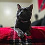 cat, gray_cat, pet, indoor, bed, blanket, plaid, red_blanket, fur, whiskers, collar, curious, animal, mammal, domestic, cute, feline, resting, closeup, cozy