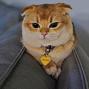 Chocobo is registered to the contest to win money with this photo: animal, cat, closeup, collar, couch, cute, domestic_cat, feline, fluffy, folded_ears, furniture, ginger_cat, heart_tag, indoors, pet, portrait, relaxed, resting, soft_fur, whiskers