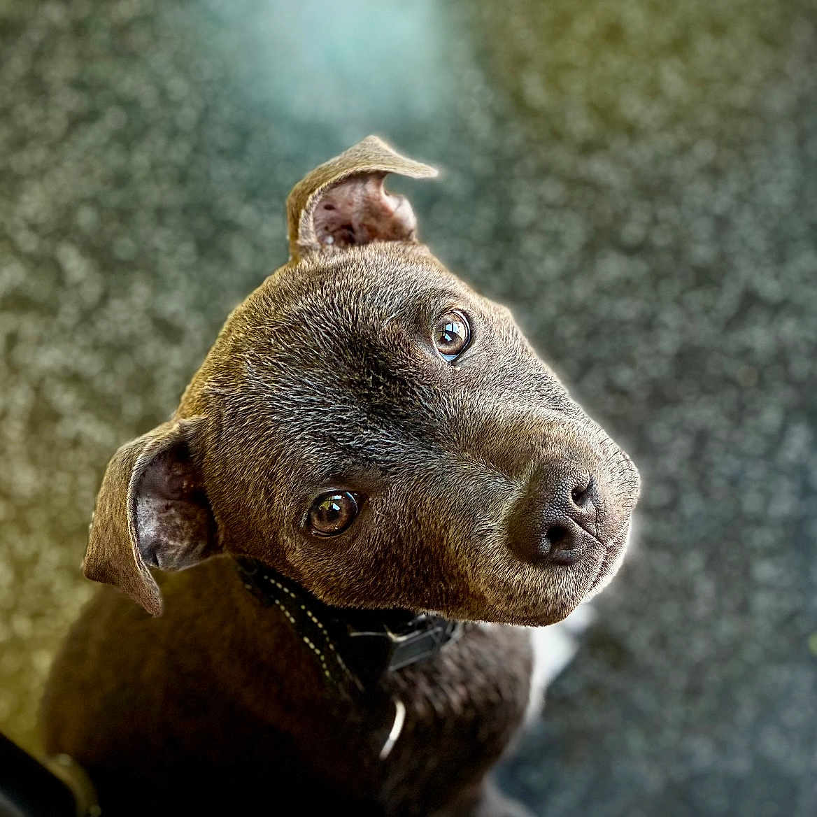 Tac a rejoint le concours — aidez-le/la à gagner de superbes lots ! dog, puppy, pet, animal, looking_up, curious, brown_fur, white_paw, collar, portrait, close_up, cute, domestic_animal, canine, ears, snout, whiskers, indoor, background_blur, fur_texture