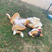 Tyla participe au concours pour gagner de l'argent avec cette photo : dog, grass, outdoor, pet, playful, collar, lawn, animal, canine, brown, white, black, relaxed, nature, backyard, blue_bowl, stand, fur, lying_down, curious