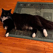 Anakin is registered to the contest to win money with this photo: animal, black_cat, cat, curious, domestic_cat, feline, flooring, fluffy_fur, green_rug, household, indoor, lying_down, pet, relaxed, resting, rug, tail, whiskers, white_paws, wooden_floor
