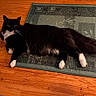 animal, black_cat, cat, curious, domestic_cat, feline, flooring, fluffy_fur, green_rug, household, indoor, lying_down, pet, relaxed, resting, rug, tail, whiskers, white_paws, wooden_floor