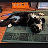 Anakin is registered to the contest to win money with this photo: animal, belly_up, black_and_white, cat, cozy, cute, domestic, feline, fluffy, home, indoor, lying_down, orange_crate, pet, playful, relaxed, rug, toy, wide_eyes, wood_floor