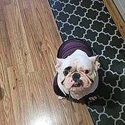 Diesel is registered to the contest to win money with this photo: bulldog, dog, pet, puppy, hoodie, clothing, floor, wood_floor, mat, pattern, indoor, looking_up, animal, canine, cute, companion, domestic, fur, snout, ears