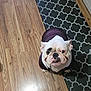 bulldog, dog, pet, puppy, hoodie, clothing, floor, wood_floor, mat, pattern, indoor, looking_up, animal, canine, cute, companion, domestic, fur, snout, ears