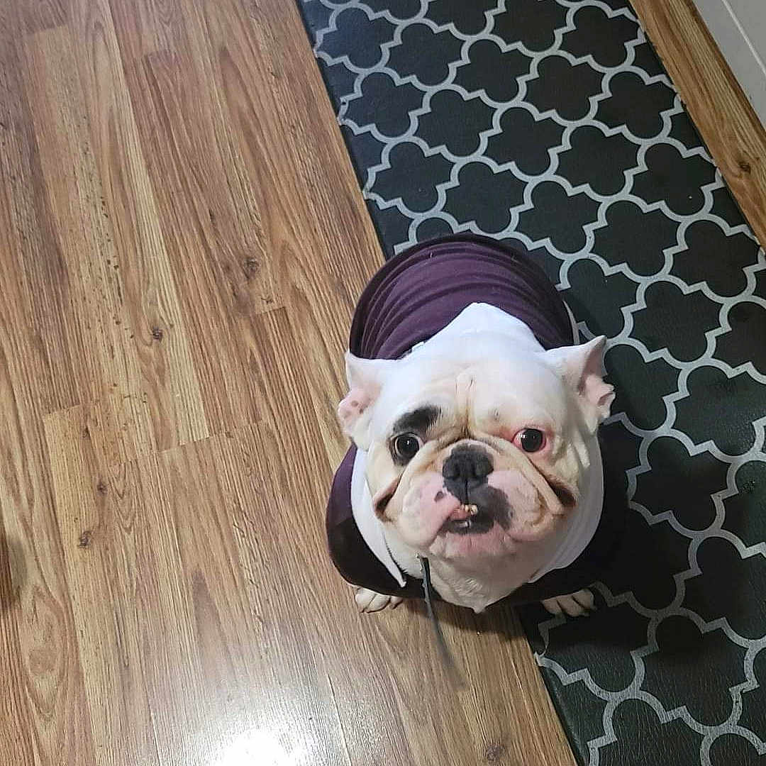 Diesel is registered to the contest to win money with this photo: animal, bulldog, canine, clothing, companion, cute, dog, domestic, ears, floor, fur, hoodie, indoor, looking_up, mat, pattern, pet, puppy, snout, wood_floor