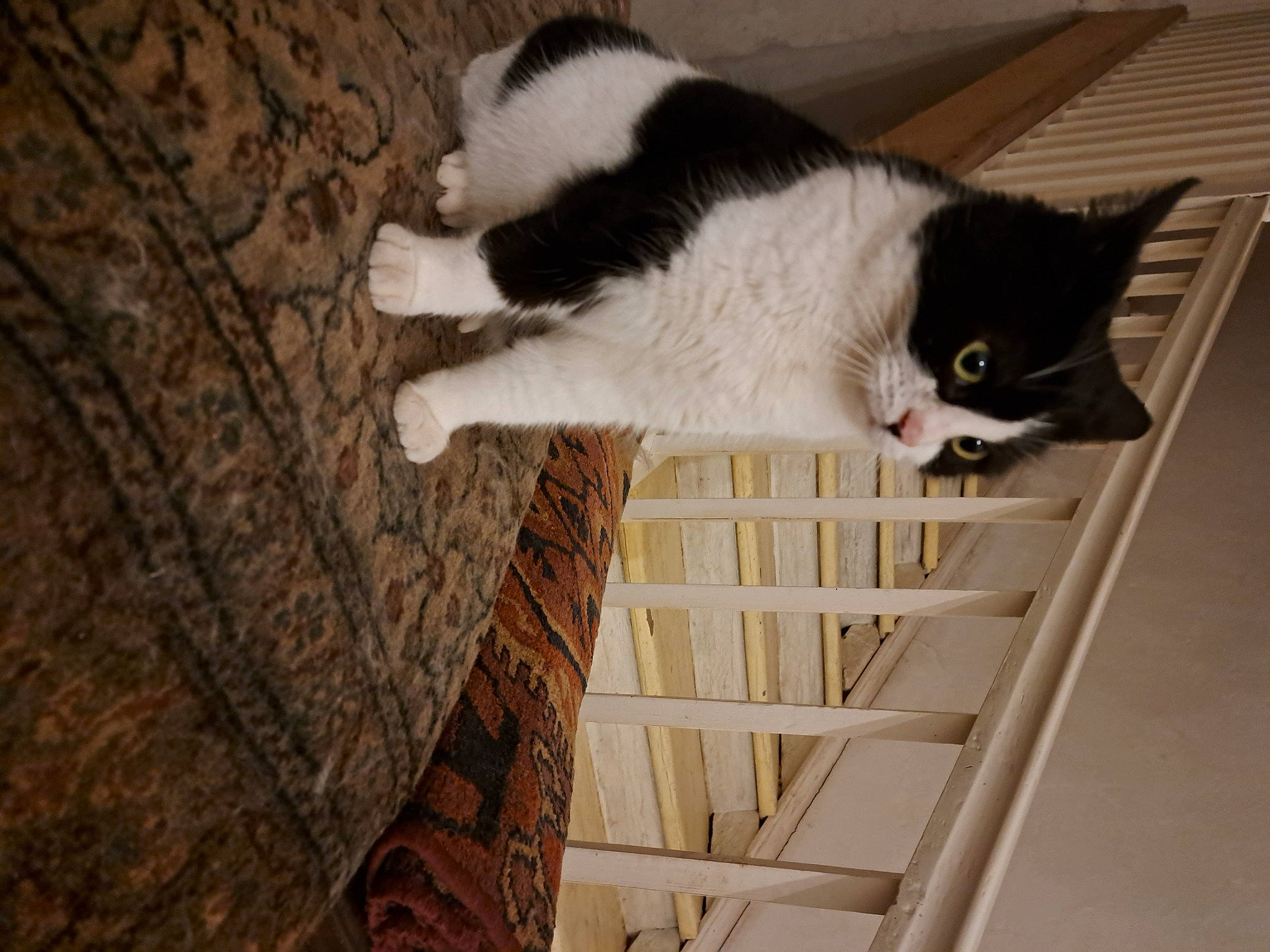 Lucie a rejoint le concours — aidez-le/la à gagner de superbes lots ! carnivore, cat, comfort, domestic_short_haired_cat, door, felidae, floor, flooring, fur, hardwood, pattern, small_to_medium_sized_cats, snout, stairs, tail, whiskers, window, wood, wood_flooring, wood_stain