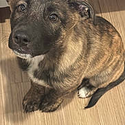 Hank joined the competition — help win amazing prizes! puppy, dog, brindle, pet, indoor, floor, wooden_floor, cute, looking_up, young_dog, animal, canine, ears, tail, fur, whiskers, brown, black, white_paw, adorable