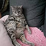 cat, gray_tabby, pet, indoor, couch, pink_blanket, relaxed, sitting, feline, fur, whiskers, cozy, home, animal, cute, resting, paws, striped, comfort, lazy