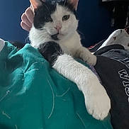 Barney is registered to the contest to win money with this photo: cat, black_and_white, pet, indoor, bed, blanket, paw, hand, relaxed, feline, fur, stretching, comfort, cozy, resting, animal, cute, domestic, sleepy, companionship