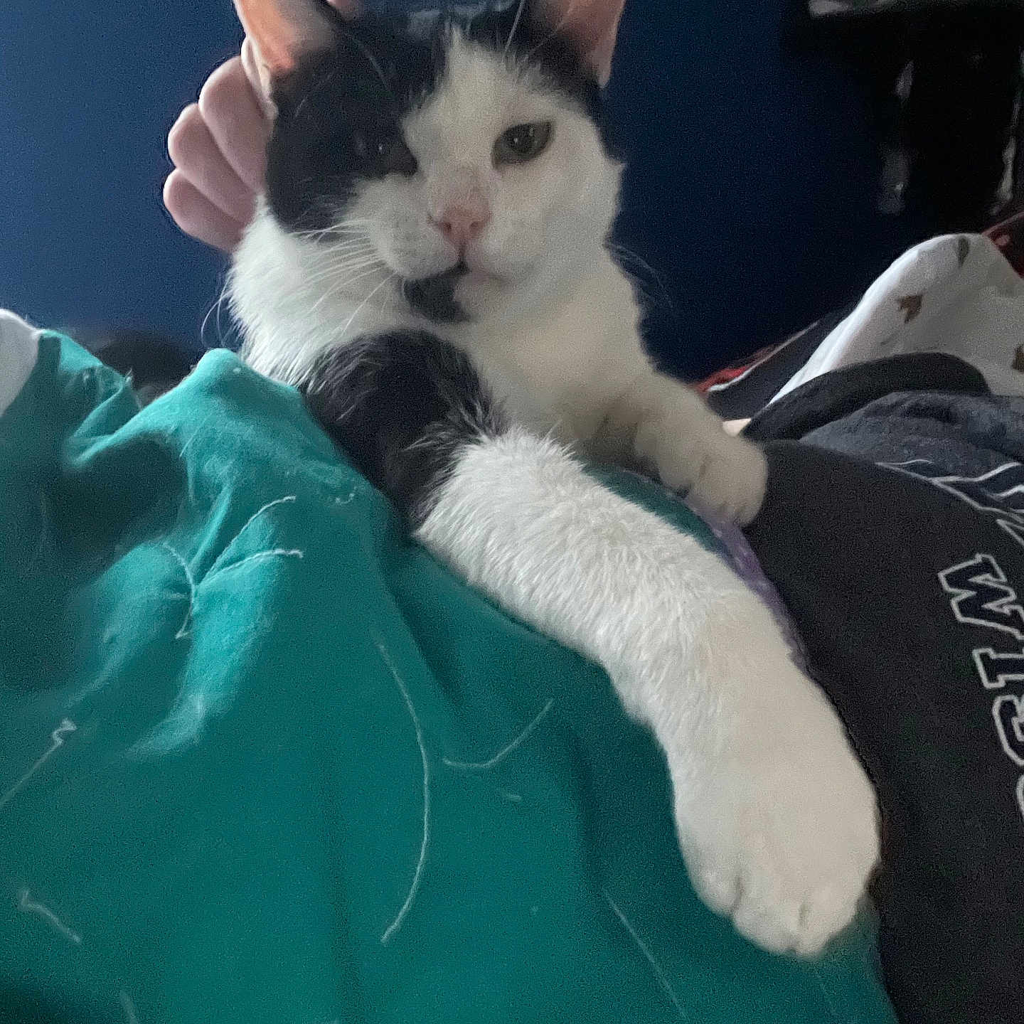 Barney is registered to the contest to win money with this photo: animal, bed, black_and_white, blanket, cat, comfort, companionship, cozy, cute, domestic, feline, fur, hand, indoor, paw, pet, relaxed, resting, sleepy, stretching