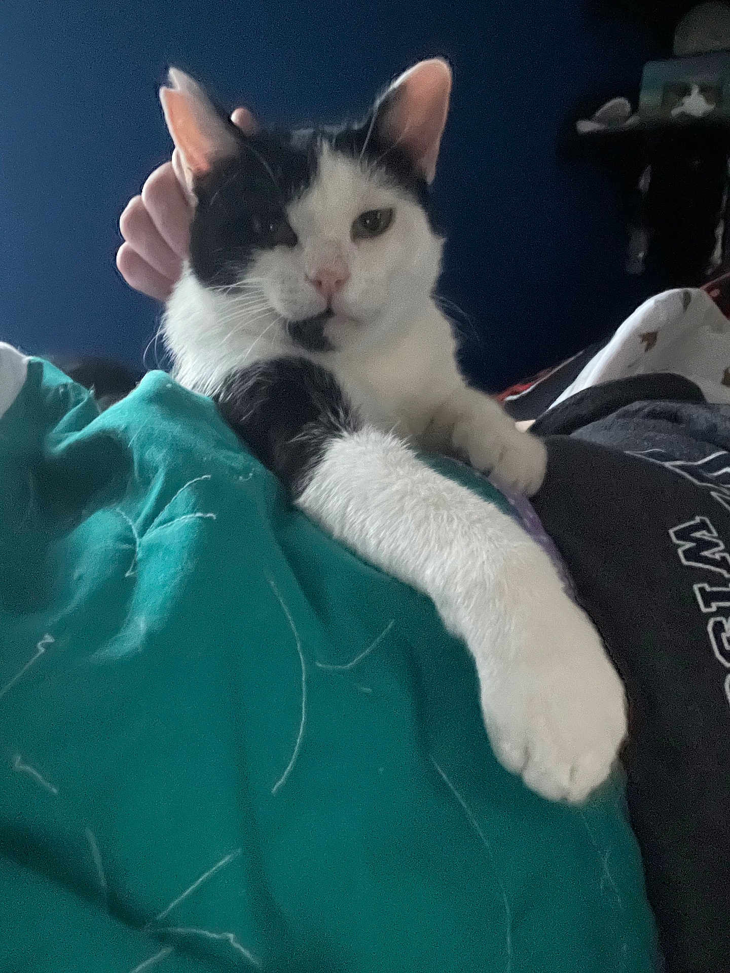 Barney is registered to the contest to win money with this photo: cat, black_and_white, pet, indoor, bed, blanket, paw, hand, relaxed, feline, fur, stretching, comfort, cozy, resting, animal, cute, domestic, sleepy, companionship