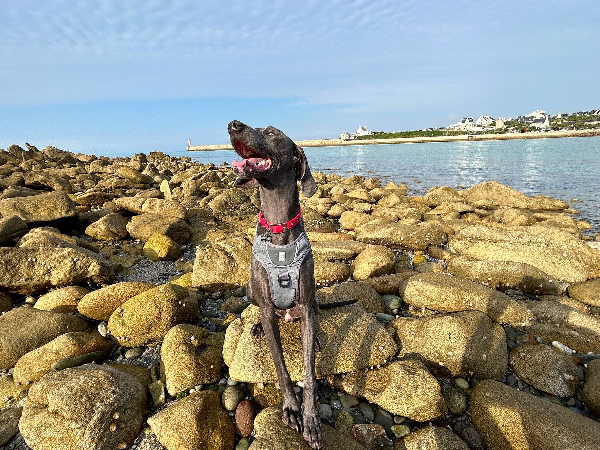 Talya a rejoint le concours — aidez-le/la à gagner de superbes lots ! beach, bedrock, carnivore, cloud, coast, collar, dog, dog_breed, horizon, lake, landscape, leisure, ocean, rock, shore, sky, sporting_group, water, wood, working_animal