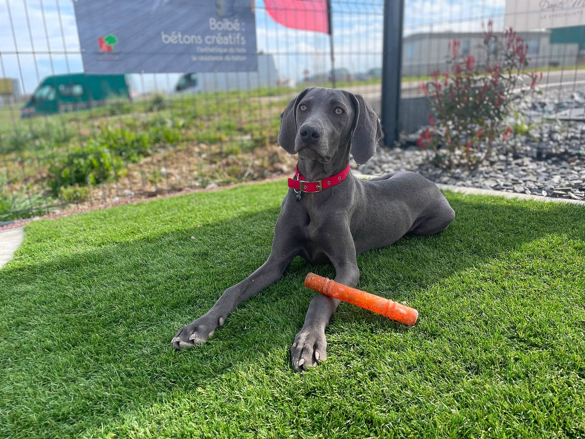 Talya participe au concours pour gagner de l'argent avec cette photo : ball, borador, canidae, carnivore, collar, companion_dog, dog, dog_breed, dog_collar, dog_supply, grass, groundcover, guard_dog, gun_dog, lawn, plant, snout, sporting_group, sports, tail