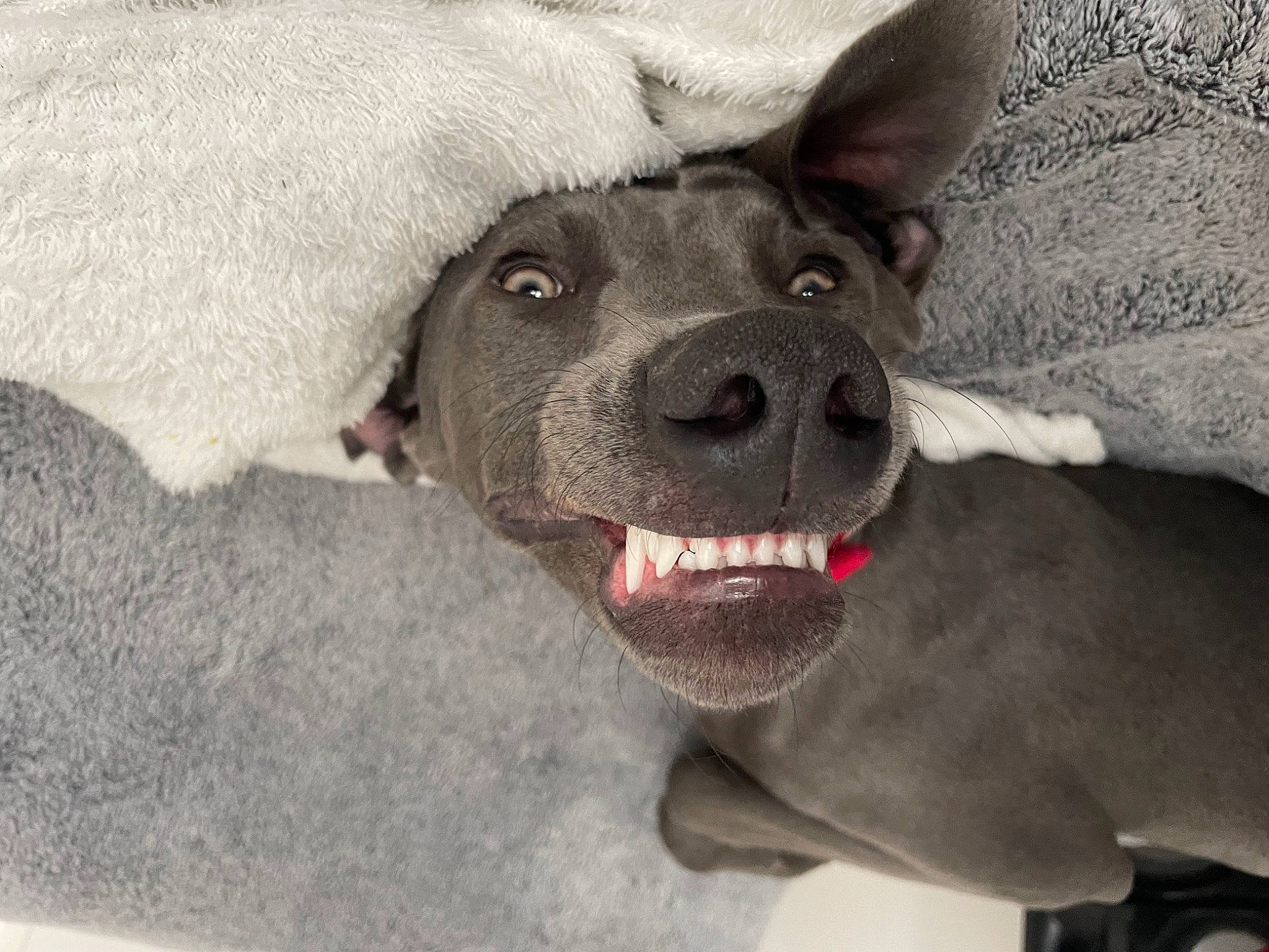 Talya a rejoint le concours — aidez-le/la à gagner de superbes lots ! canidae, carnivore, collar, comfort, companion_dog, dog, dog_breed, dog_collar, dog_supply, ear, fang, fur, grey, liver, non_sporting_group, paw, snout, whiskers, working_animal, wrinkle