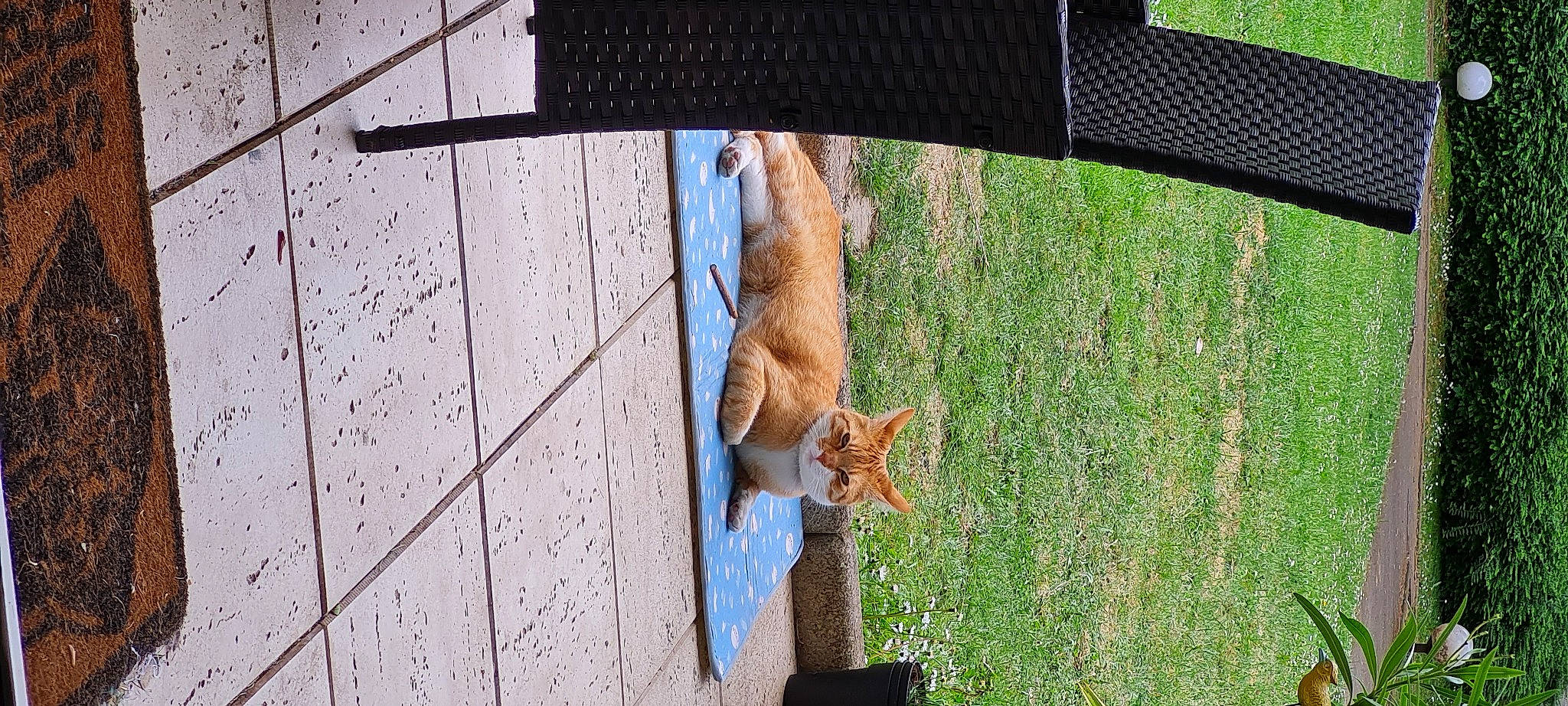 Obi participe au concours pour gagner de l'argent avec cette photo : canidae, carnivore, dog, dog_breed, fawn, felidae, grass, plant, shade, shadow, small_to_medium_sized_cats, snout, sporting_group, tail, tints_and_shades, tree, trunk, window, wood, wood_stain