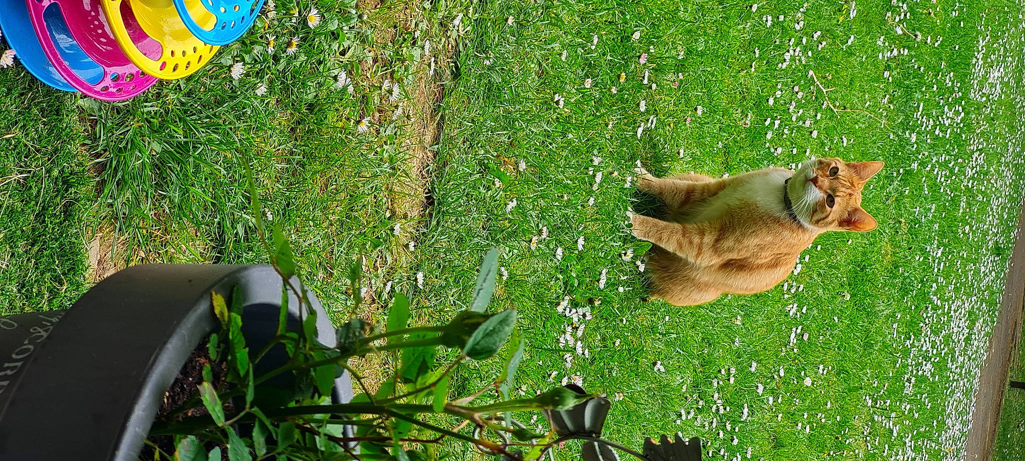 Obi participe au concours pour gagner de l'argent avec cette photo : canidae, carnivore, dog, dog_breed, fawn, felidae, grass, grassland, green, groundcover, lawn, people_in_nature, plant, small_to_medium_sized_cats, tail, terrestrial_animal, terrestrial_plant, trunk, vegetation, wood