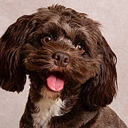 Bungle is registered to the contest to win money with this photo: dog, brown, fluffy, tongue_out, happy, pet, cute, ears, fur, portrait, studio, animal, mammal, companion, friendly, closeup, face, expression, white_chest, background